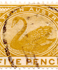 Black Swan - New Watermark