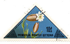 Mongolian Flowers - Silene mongolica