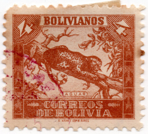 1939 - Animais - Panthera onca