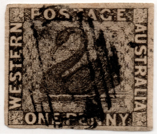 1854 - Cisne Negro