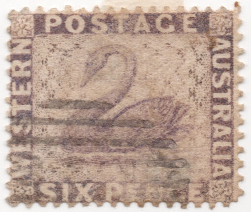 1860 - Cisne Negro