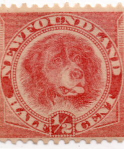 1887 - Cachorro