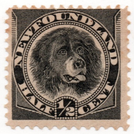 1894 - Cachorro